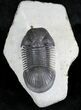 Detailed Paralejurus Trilobite - Great Specimen #24828-3
